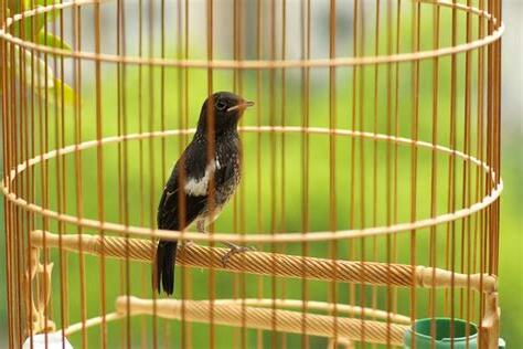 養鳥 風水